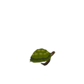 turtle jurgen gaeremyn 01