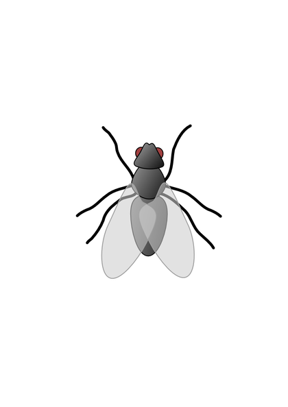fly_01.png