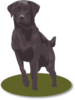 black lab ganson