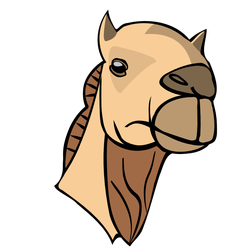 camel head 01