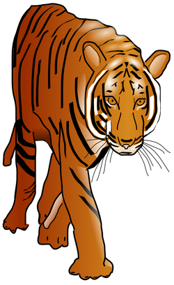 color tiger susan park 01