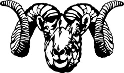 dall sheep ram ganson