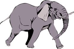 elefante in corsa
