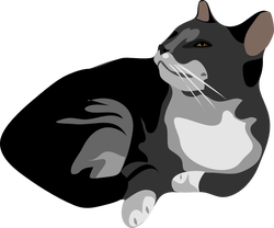gatto cat architetto fra 01
