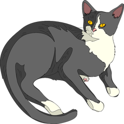 gatto cat architetto fra 03