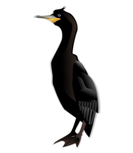 cormorant-md.png