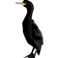 cormorant-md