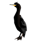cormorant-md