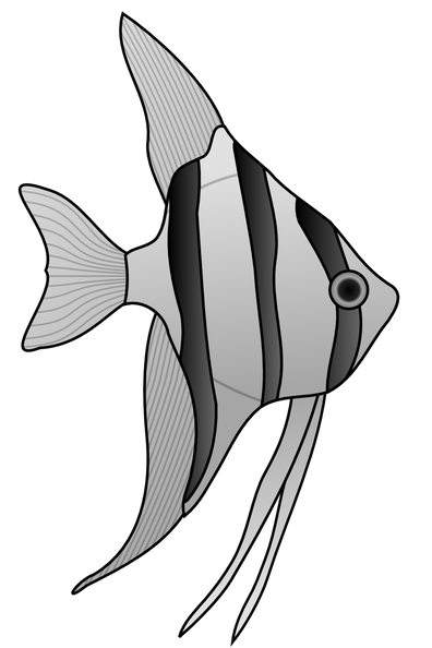 altum angelfish 01