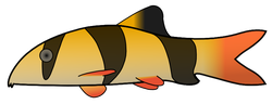 clown loach 01