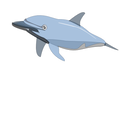 dolphin enrique meza c 01