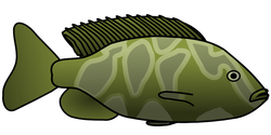 giraffe cichlid 01