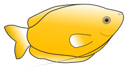 yellow gourami 01