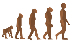 evolution steps marcelo  01
