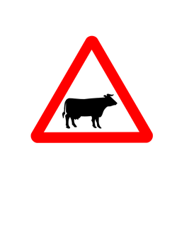 cattle