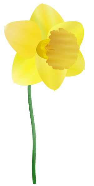 daffodil susan park 01