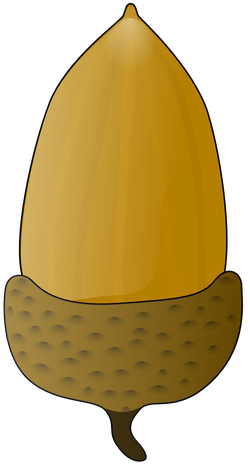 acorn jonathan dietrich 01