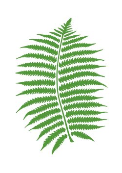 fern mo 01