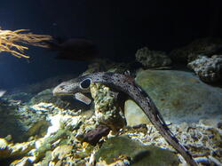 aquarium 29275436957 o