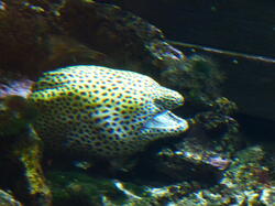aquarium 29275459727 o