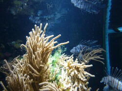 aquarium 29275562017 o