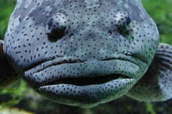 aquarium 29278665957 o
