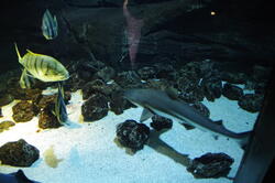 aquarium 29278715627 o