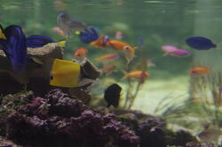 aquarium 29278729327 o