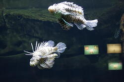 aquarium 29278740727 o