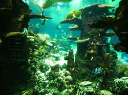 aquarium 30344197618 o