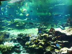 aquarium 30344249358 o