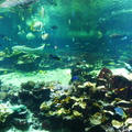 aquarium 30344249358 o
