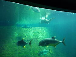 aquarium 30344259838 o