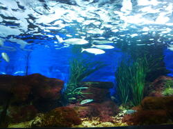 aquarium 30344301358 o