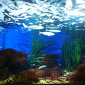 aquarium 30344301358 o