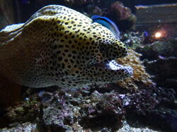 aquarium 30344391778 o