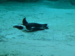 aquarium 30347372348 o