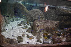 aquarium 30347400688 o