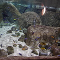 aquarium 30347400688 o