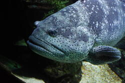 aquarium 30347408358 o