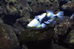 aquarium 30347512538 o