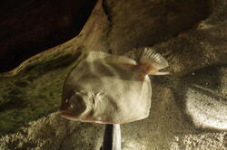 aquarium 30347540728 o