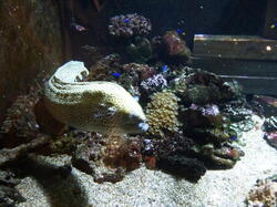 aquarium 42404035910 o