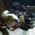 aquarium 42404035910 o