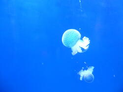 aquarium 42406979420 o