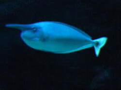 aquarium 42406995890 o