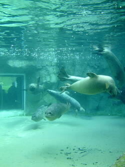 aquarium 42407011370 o