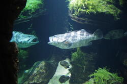 aquarium 42407101090 o