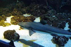 aquarium 42407113330 o