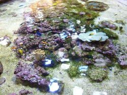 aquarium 42407193900 o